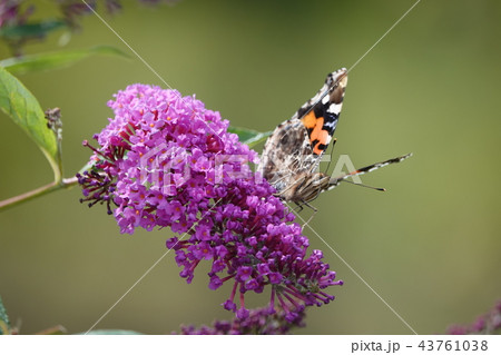 ブッドレアとアカタテハ 43761038