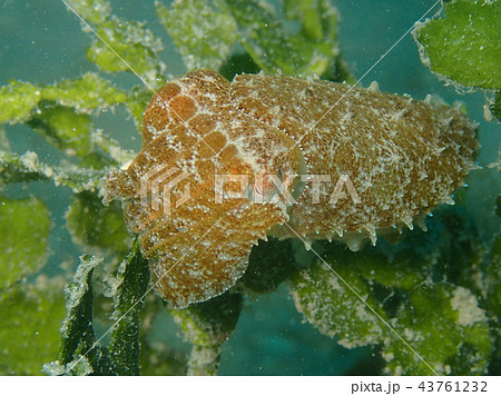 コブシメの赤ちゃん 43761232