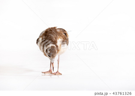 Adorable lake seagull isolated on white background 43761326