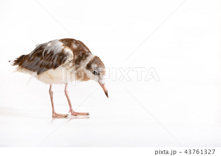 Adorable lake seagull isolated on white background Adorable lake seagull isolated on white background 43761327