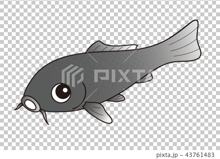 鯉 ニシキゴイ 黒色 43761483