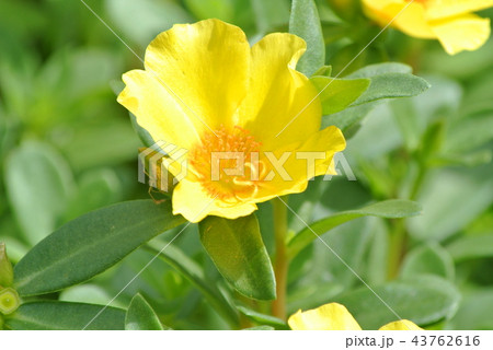 ポーチュラカ ポーチュラカ 43762616