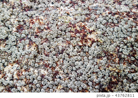 barnacle a marine crustacean with an shell itself 43762811