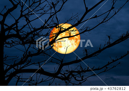 blood moon back silhouette branch dry tree sky 43762812