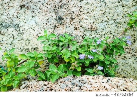 light blue flower on plant and sandstone granite 43762864