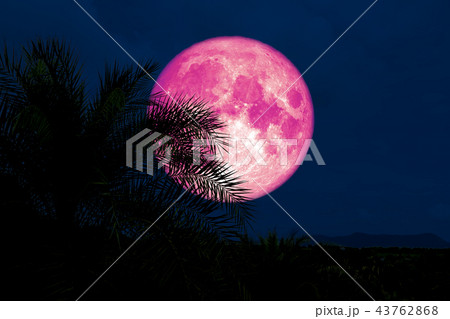 pink moon back silhouette in palm tree night sky 43762868