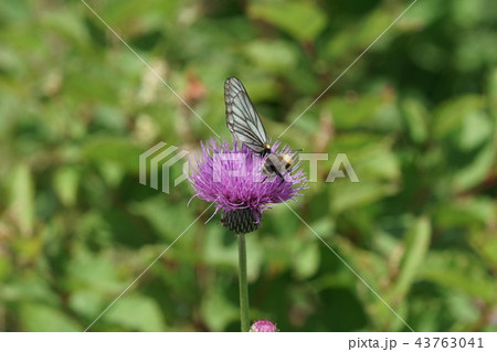 アザミの蜜を吸うミヤマシロチョウ ミヤママルハナバチ 43763041