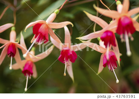 Hanging fuchsia flowers in the garden.fuchsia magellanica flower. 43763591