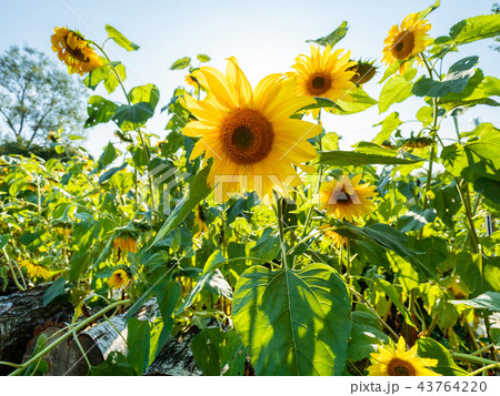 Field of bright yellow ripe sunflowers.Rural scene Field of bright yellow ripe sunflowers.Rural scene 43764220