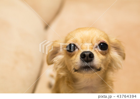 チワックス チワックス 43764394