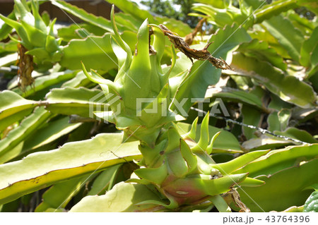 まだ赤く熟す前のドラゴンフルーツ ピタヤ まだ赤く熟す前のドラゴンフルーツ ピタヤ 43764396