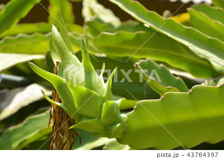 まだ赤く熟す前のドラゴンフルーツ ピタヤ まだ赤く熟す前のドラゴンフルーツ ピタヤ 43764397