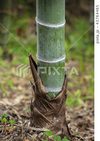 竹 美しい竹林 韓国 43764465