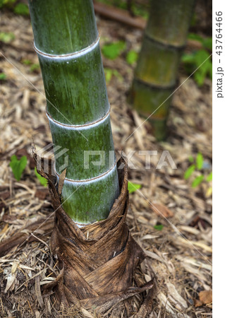 竹 韓国 43764466