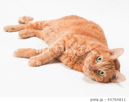 寝転ぶ茶トラ猫 寝転ぶ茶トラ猫 43764811