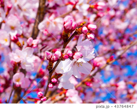 ヒガンザクラ ヒガンザクラ 43764847