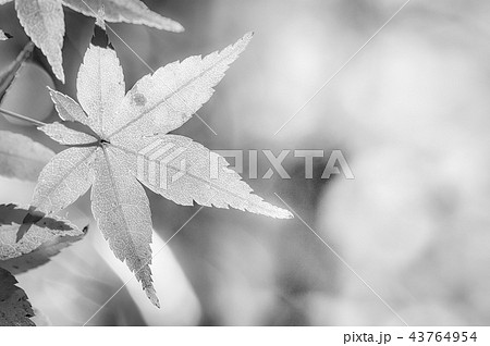 もみじ（モノクロ） 43764954