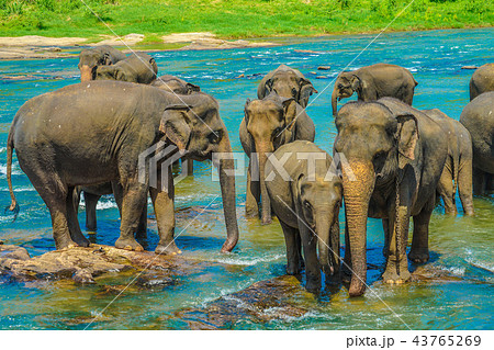 野生の象のイメージ（スリランカ・ピンナワラ） 43765269