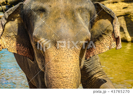 野生の象のイメージ（スリランカ・ピンナワラ） 43765270