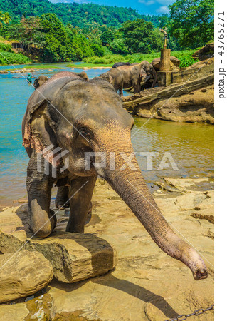 野生の象のイメージ(スリランカ・ピンナワラ) 野生の象のイメージ(スリランカ・ピンナワラ) 43765271