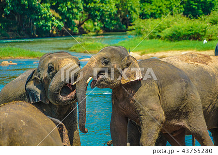 野生の象のイメージ（スリランカ・ピンナワラ） 43765280