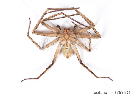 Dead Brown Spider 43765631