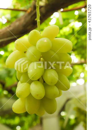 ぶどう狩り　ピッテロ・ビアンコ 43765720