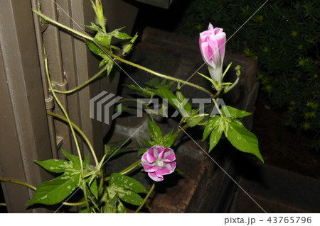 朝顔 インターバル撮影 09 43765796