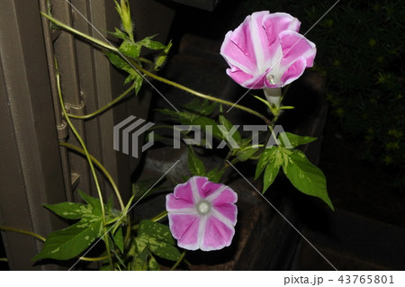 朝顔 インターバル撮影 14 43765801