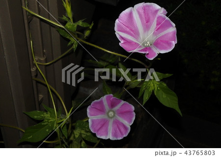 朝顔 インターバル撮影 16 43765803