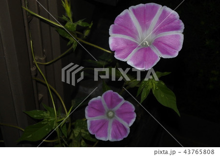 朝顔 インターバル撮影 21 朝顔 インターバル撮影 21 43765808