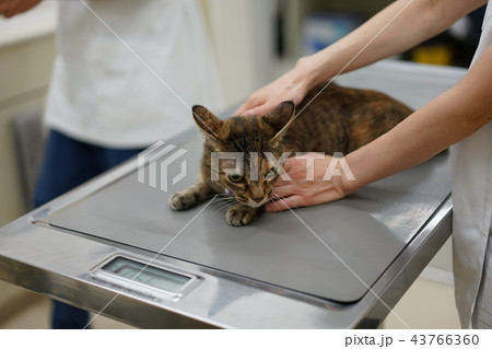 猫・病院 猫・病院 43766360