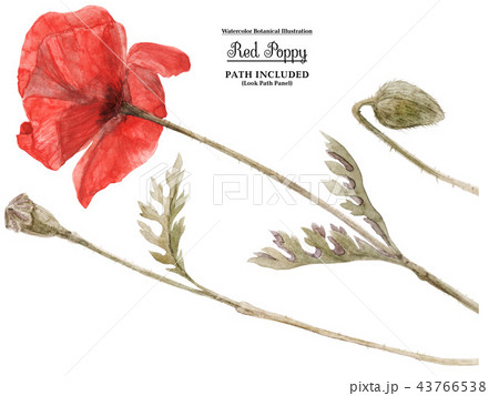 Red Poppy by watercolor 43766538