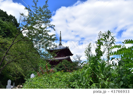尾道・西國寺の三重塔 尾道・西國寺の三重塔 43766933