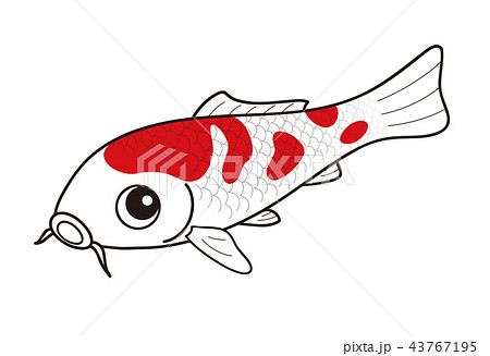 鯉 ニシキゴイ 紅白のイラスト素材