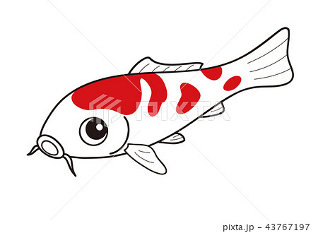 鯉 ニシキゴイ 紅白のイラスト素材