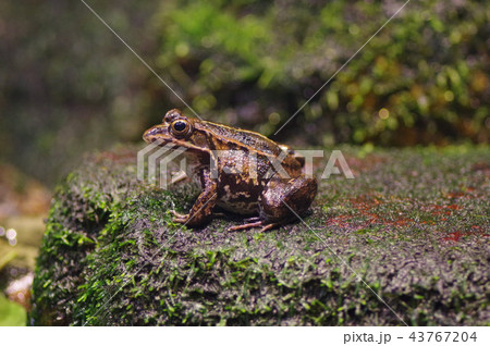 トウキョウダルマガエル トウキョウダルマガエル 43767204