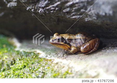 トウキョウダルマガエル トウキョウダルマガエル 43767206
