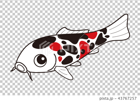 鯉魚錦鯉昭和三國 鯉魚錦鯉昭和三國 43767257