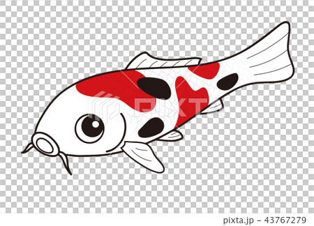 鯉 ニシキゴイ 大正三色 43767279