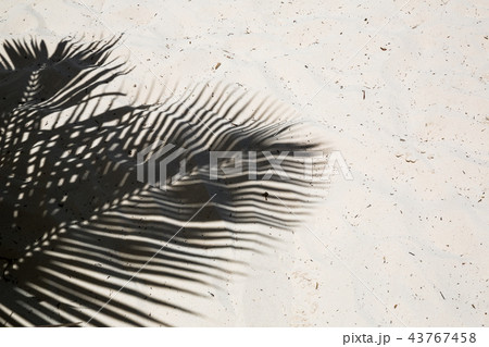 Palm trees cast shadows on the smooth golden sand 43767458