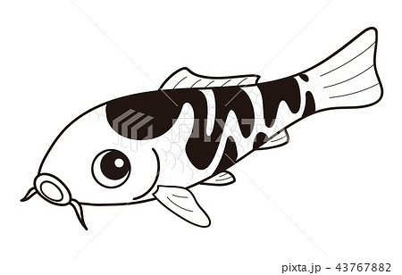 鯉 ニシキゴイ 白写り 白黒のイラスト素材