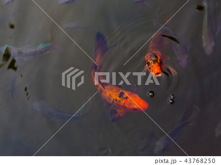 Koi fish swimming beautiful background Koi fish swimming beautiful background 43768250