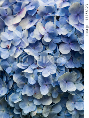 Blue Hydrangea flora background. 43768323