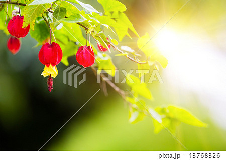 Abutilon megapotamicum on green background Abutilon megapotamicum on green background 43768326