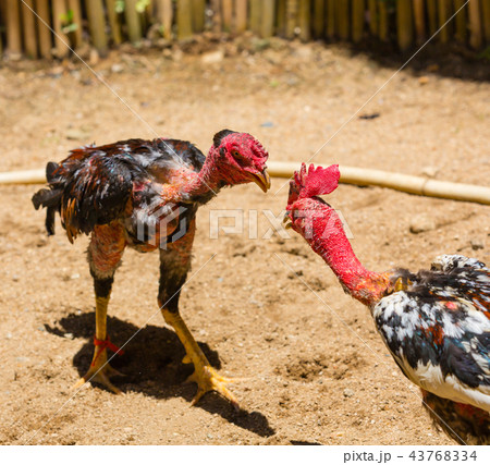 Fierce cock-fight in progress 43768334