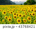 Beautiful Yellow glitter of Sunflower field. 43768421