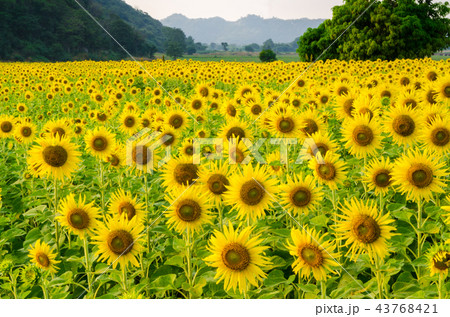 Beautiful Yellow glitter of Sunflower field. Beautiful Yellow glitter of Sunflower field. 43768421