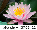 Lotus in the pool and bees. 43768422