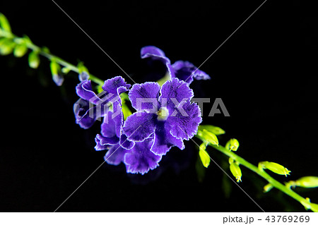 Duranta erecta flower on black background. Duranta erecta flower on black background. 43769269